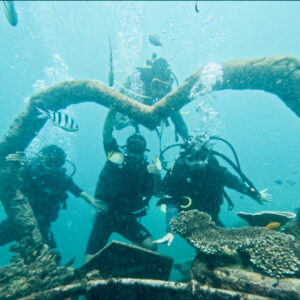 Alternative view of Diving
